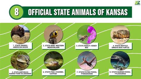 Discover the 8 Official State Animals of Kansas - A-Z Animals