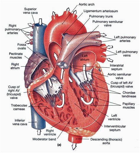 Heart Anatomy: chambers, valves and vessels : Anatomy & Physiology