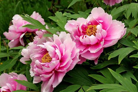 Chinese peony | plant | Britannica