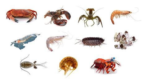 Types Of Crustaceans | Crustacean Group Animals #Crustaceans # ...