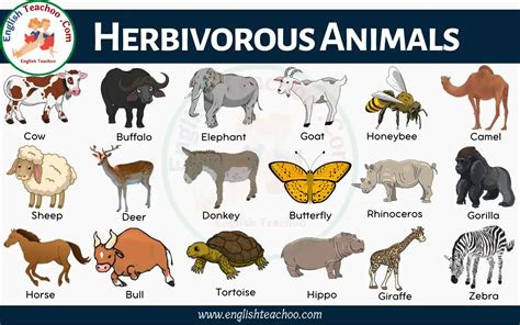 50 Herbivorous Animals Name List and Examples - EnglishTeachoo