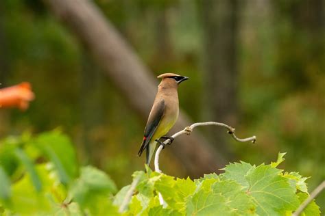 Cedar Waxwing - Etsy