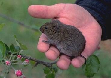 Meadow Vole Facts, Identification & Control