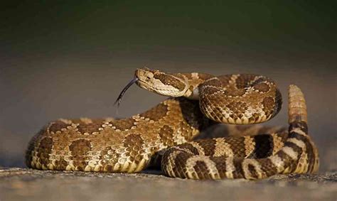 The Outdoorsman: Rattlesnakes abound in Lake County – Lake County ...