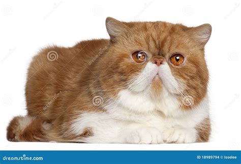 Exotic Shorthair Kitten, 3 Months Old, Sitting Royalty-Free Stock Photo ...