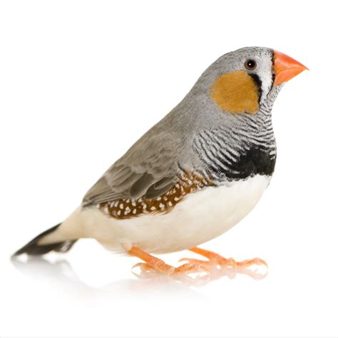 Zebra Finches for Sale | Taeniopygia guttata | Petco