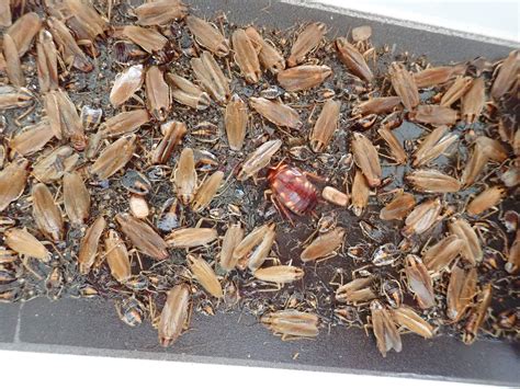 100 Cockroaches Fake Cockroach Bugs Insect Plastic Toy Party Trick ...