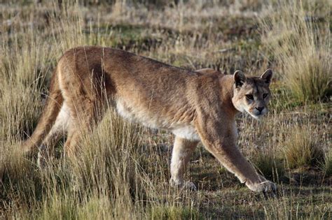 9 Interesting Facts You May Not Know about Pumas | Select Latin America