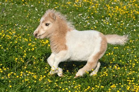 7 Smallest Horse & Pony Breeds - Savvy Horsewoman