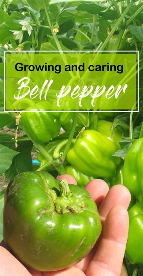 How to grow Bell Peppers | Growing Bell Peppers | Sweet peppers