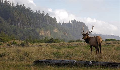 📅 The Best & Worst Times to Visit Redwood National Park in 2024