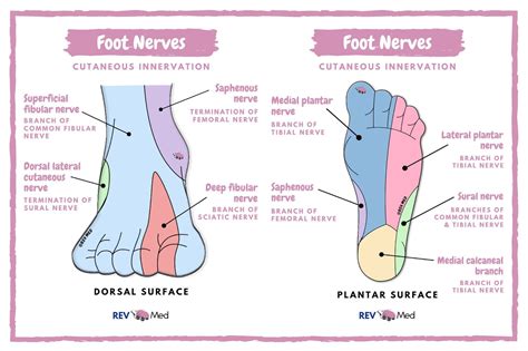 Cutaneous Foot Innervation Dorsal And Plantar Nerve Grepmed | The Best ...