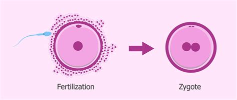 Zygote | Definition, Formation and Examples