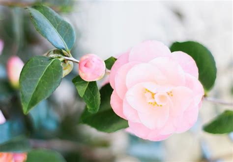 Camellia Meaning and Symbolism - FTD.com