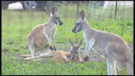 Bayou Wildlife Zoo up for sale near Alvin | cbs19.tv