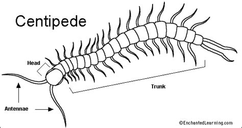 Centipede Printout - EnchantedLearning.com