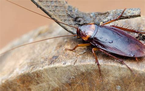 Florida Wood Cockroaches West Palm Beach, FL