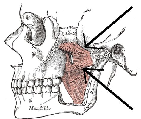 Lateral pterygoid muscle - Wikipedia