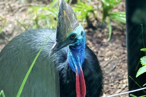 Southern Cassowary (Casuarius casuarius), - ZooChat