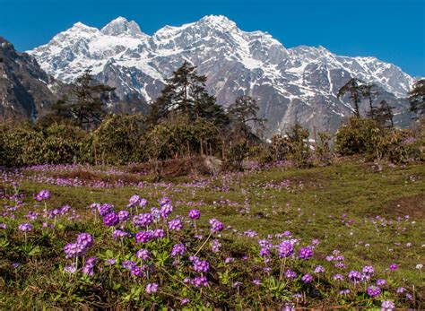 Top 15 Things to do in Sikkim in Summer Season - eSikkim Tourism