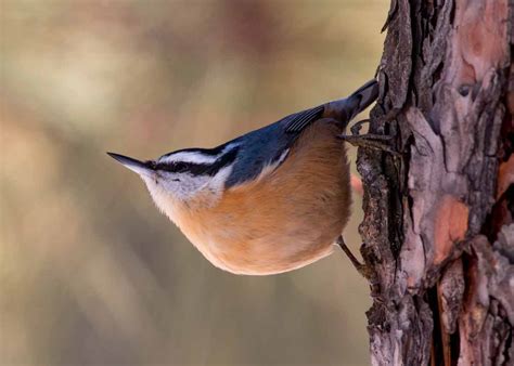 Red-breasted Nuthatch – Sounds | Facts | Diet | Habitat | Range – Bird ...