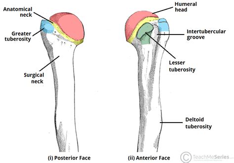 The Humerus - Proximal - Shaft - Distal - TeachMeAnatomy