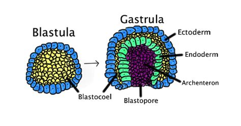 Difference between Blastula and Gastrula | Human embryo, Biology ...