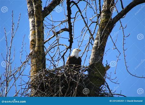 A Bald Eagle Sitting in Its Nest Stock Image - Image of nature, season ...