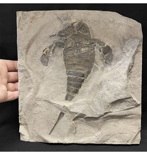 Fossils For Sale | Fossils-UK.com | Silurian Eurypterid (Sea Scorpion ...