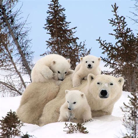 Hermosas Fotos De Animales En Familia Que Son Dignas De Un Retrato ...