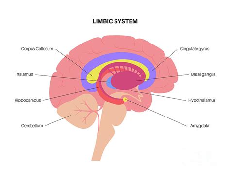 Basal Nuclei Limbic System