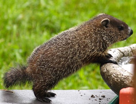 baby woodchuck - a photo on Flickriver