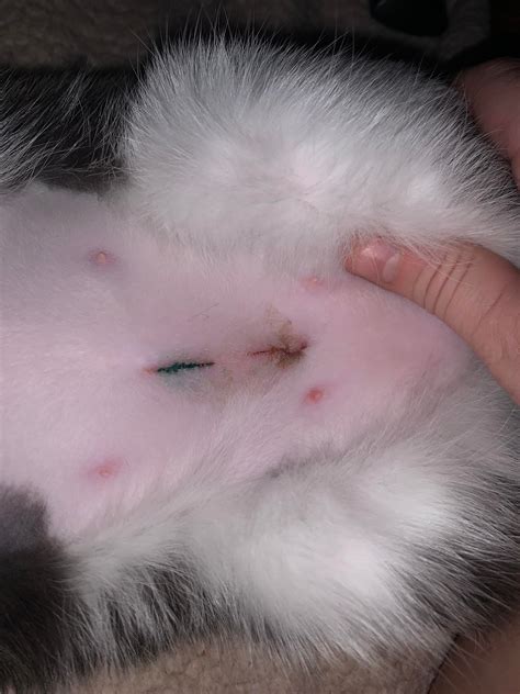 Does my cats spay incision look normal? : r/cats