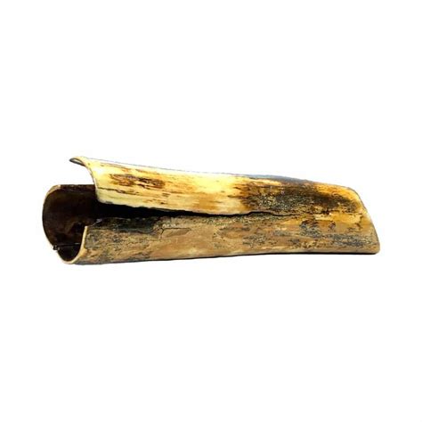 Mammoth Ivory 12 Inch - Alaska Mint