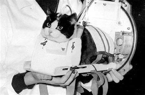 Pin by Stephen Pendergast on cats | Space cat, Cats, Belka, strelka