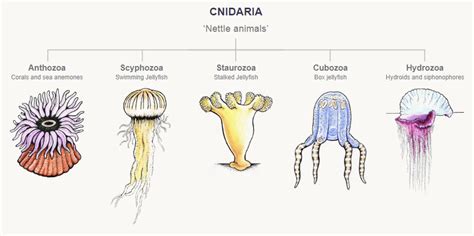 The five classes of cnidarians – Corals, anemones and jellyfish – Te ...