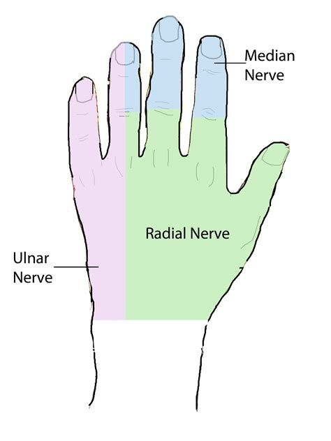 Hand Anatomy Overview | Bones, Blood Supply, Muscles | Geeky Medics