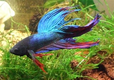 5 Best Fish for a Small 2-Gallon Tank (Plus 2 Bonus Critters!) - PetHelpful