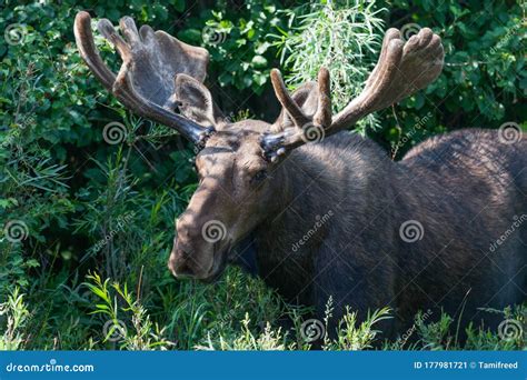 Bull Moose with Velvet on Growing Antlers Stock Image - Image of black ...