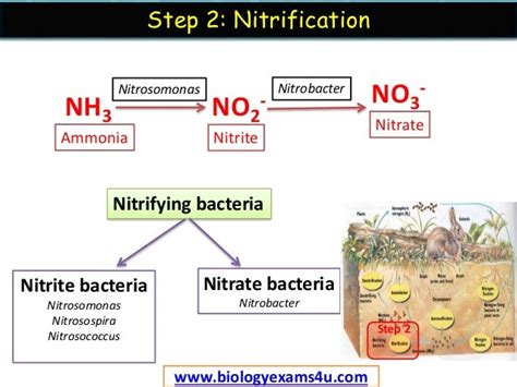 Nitrobacter Bacteria