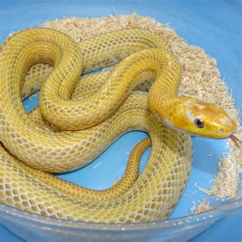 White Sided Yellow Rat Snake - adult