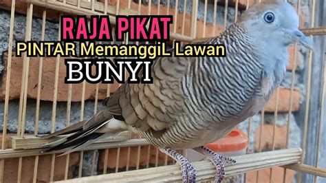 Perkutut lokal gacor Suara Khas memanggil LAWAN CEPAT BUNYI, - YouTube