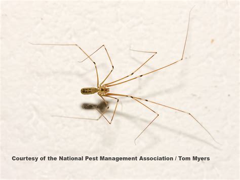 What Spiders Look Like Daddy Long Legs