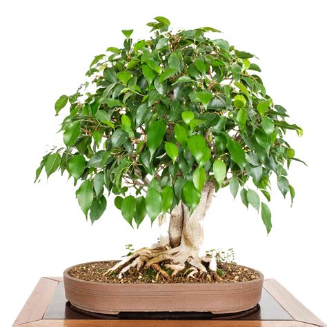 9 Trees that Make Good Bonsai Specimens