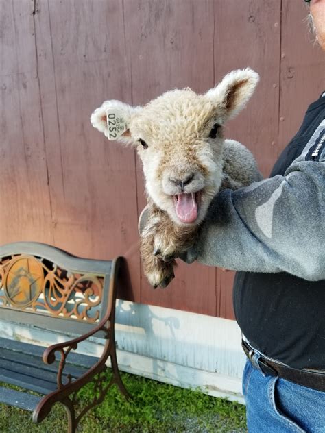 Miniature Babydoll Southdown Sheep For Sale - Tanglewood Farm Miniatures