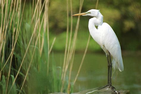 For the Birds: Snowy or Great Egret? Look to the feet