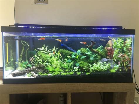 My 20 Gallon Long Planted Tank : Aquariums in 2022 | Fresh water fish ...