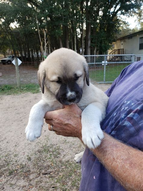 Maremma Sheepdog Puppies For Sale | Central Florida, FL #322616