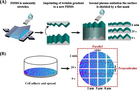 Topography-Mediated Fibroblast Cell Migration Is Influenced by ...