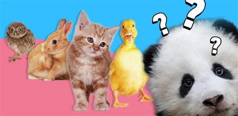 What Is Your Favourite Animal? | Attempts: 3945 - ProProfs Quiz